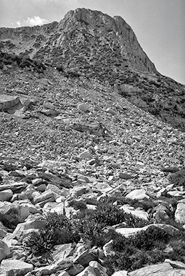 Stubby plants below timberline #48