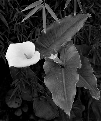 Calla Lily #18