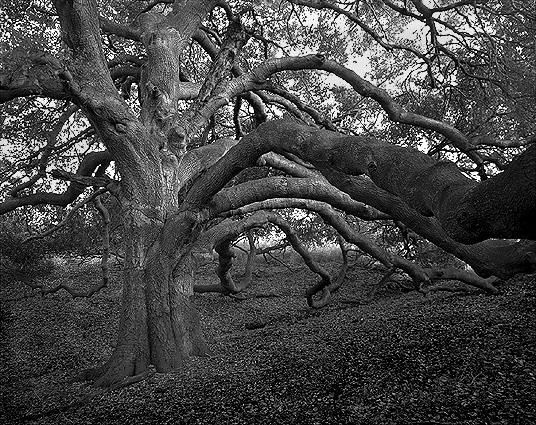 Oak Tree