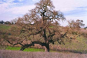 Oak trees.