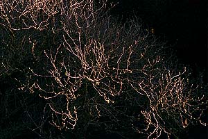 Foliage along the Hawk Trail