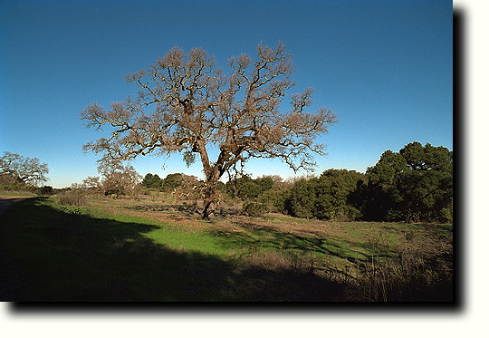 A bright clear day and an old oak tree