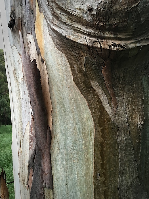 Bark #5