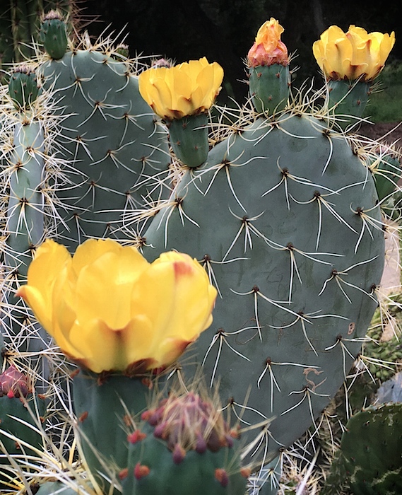 Blooming Cactus