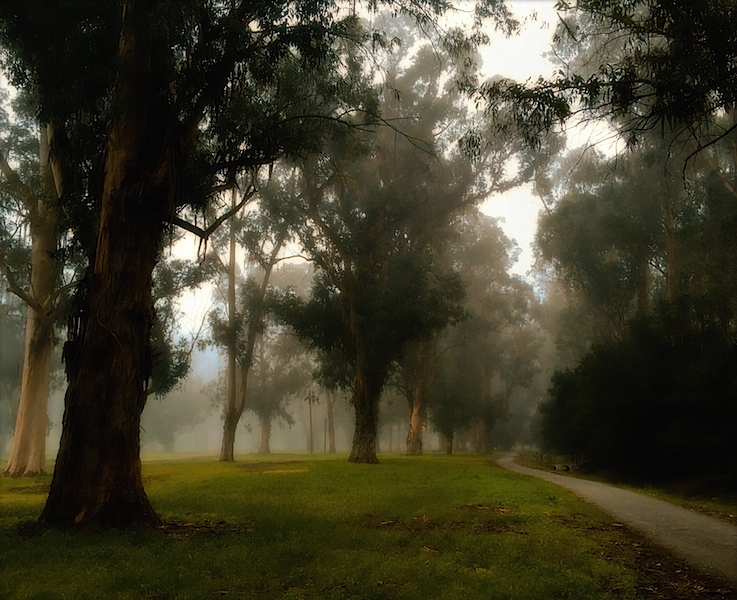 Foggy Morning, Polaroid